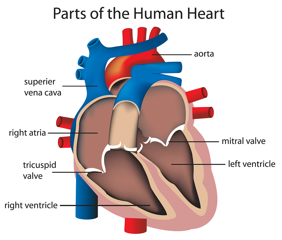What are the most common causes of mitral valve heart disorder?