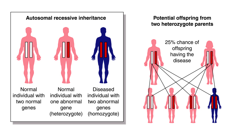 Chromosomal Abnormalities Net Health Book