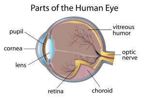 Anatomy Of The Eye
