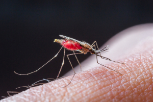  Malaria (Anopheles Mosquito)