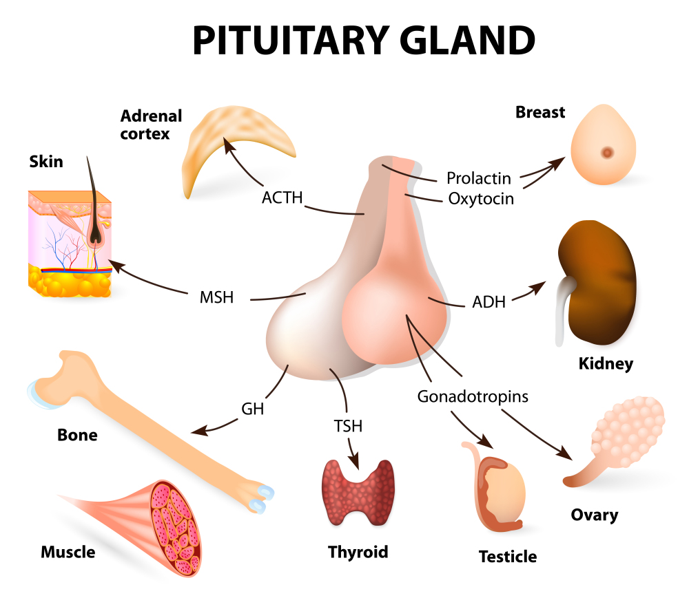 Introduction To Hormones Net Health Book