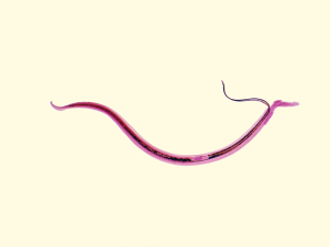  Schistosomiasis (Parasitic Worm)