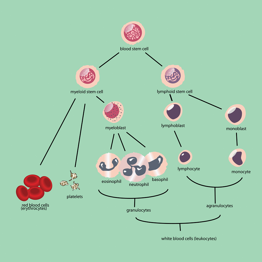 Эритроциты макрофаги. Макрофаги это лейкоциты. Гемопоэтическая стволовая клетка. Жизненный цикл клеток крови. Лейкоциты и макрофаги отличия.