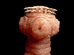  Tapeworms (Head Or Scolex That Attaches To The Host's Gut Wall)