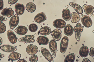 Dog Tapeworm (Eggs Of Ecchinococcus Multilocularis)