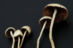 Herbal Drugs (Magic Mushrooms)