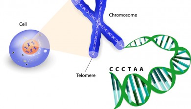 Shortened Telomeres Predict Cancer