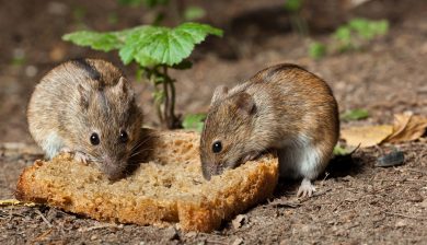 Antiaging Medication For Mice