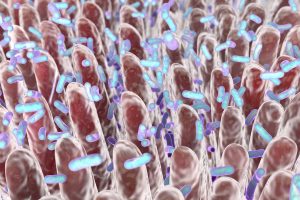 Gut Bacteria May Prevent Type 2 Diabetes