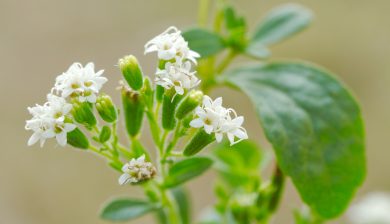 Concerns About Stevia?