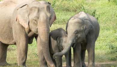 Elephants Hold The Secret To Lower Cancer Rates