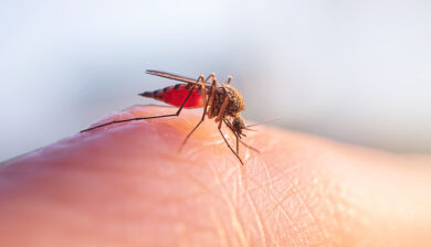 Why Do Mosquitoes Like Human Blood?