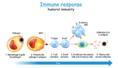 Immune Response following the Pfizer Vaccine Lasts Much Longer