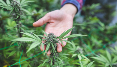 Researchers Found Heavy Metals in Marijuana Users